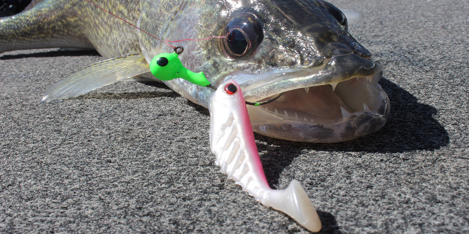 Walleye on Pink Ripple Shad